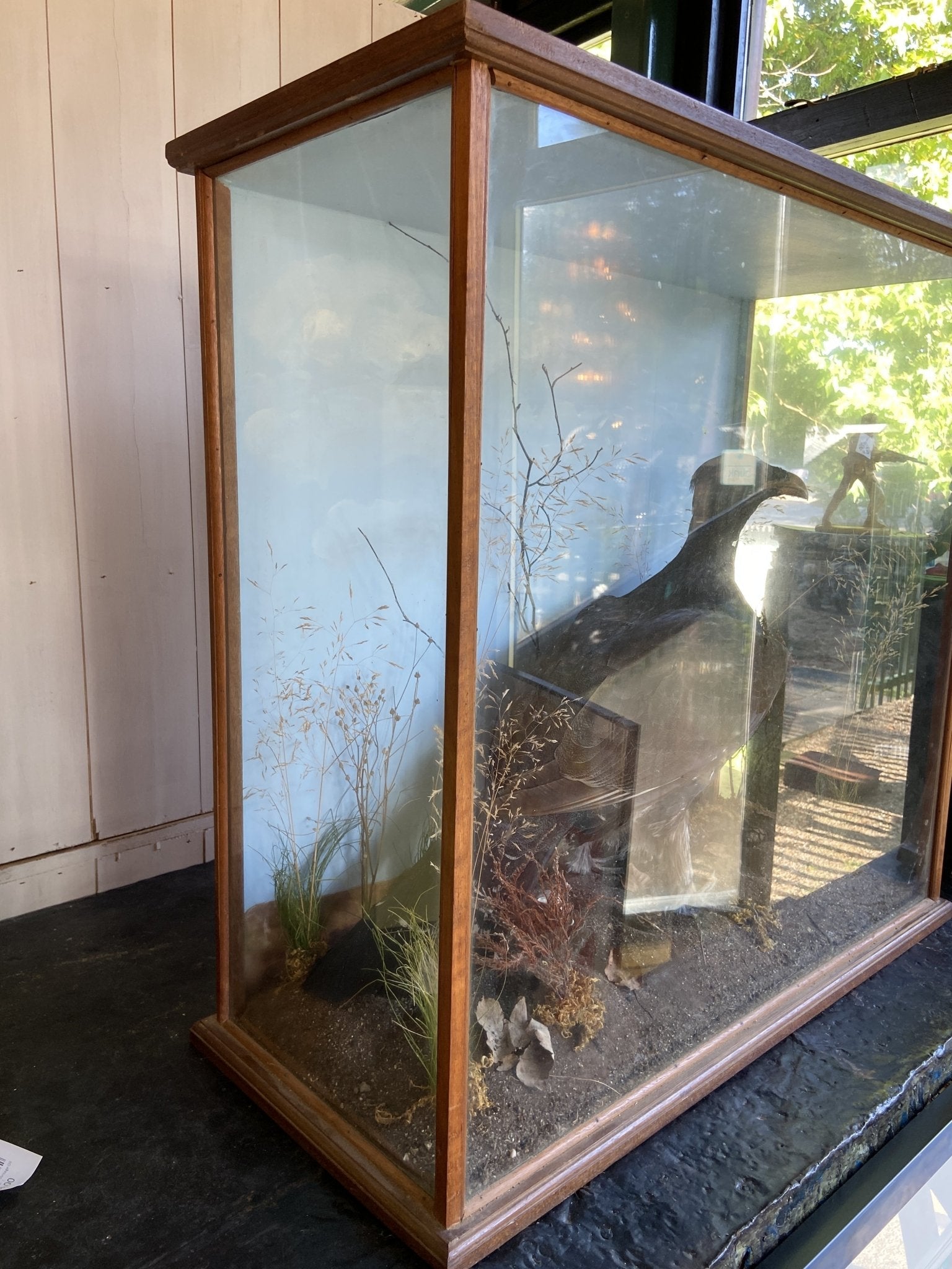 Taxidermy- Victorian Cased BuzzardThe Furniture Recycling Shop
