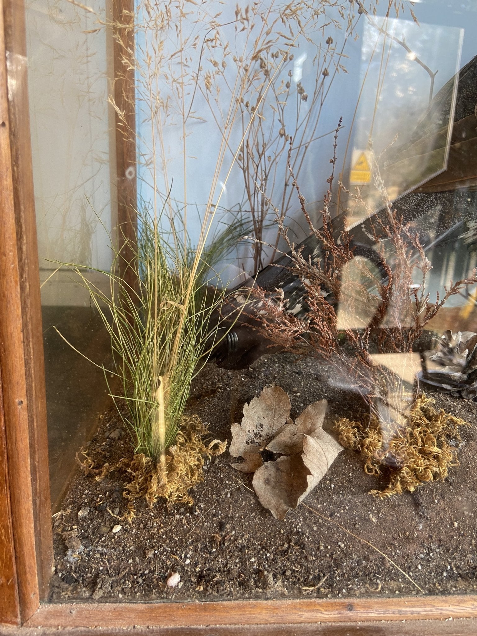 Taxidermy- Victorian Cased BuzzardThe Furniture Recycling Shop
