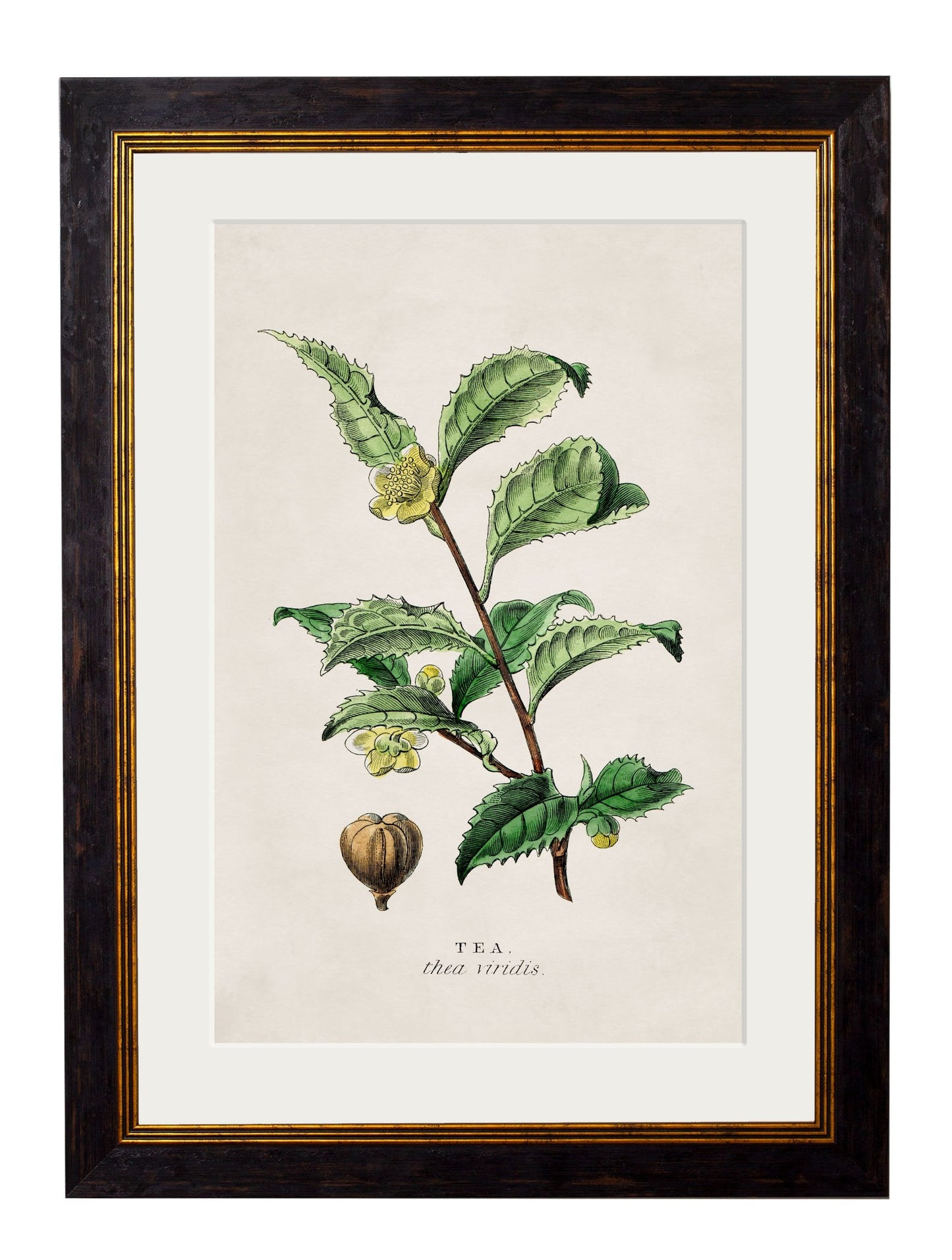 c 1877 tea plant giclee print in size 38 x 50cm - glass-fronted framed wall art print with solid wood frame, luxury wall art for sophisticated spaces
