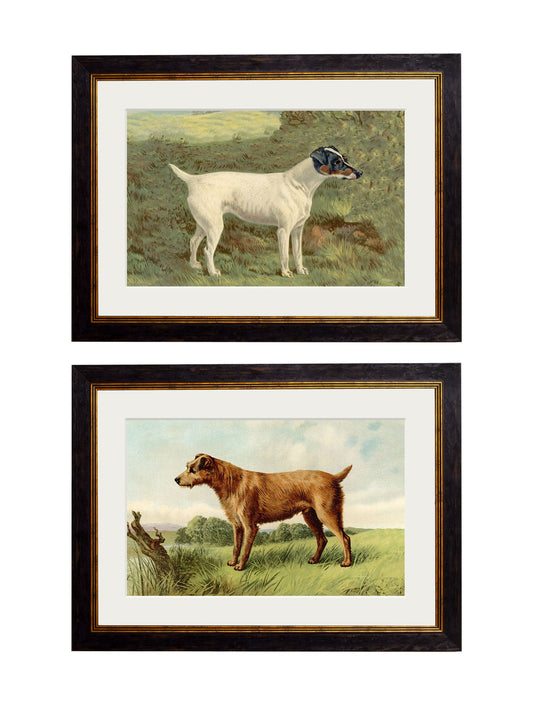 c.1881 Terriers in size 38 x 50cm - glass-fronted framed wall art print with solid wood frame, luxury wall art for sophisticated spaces