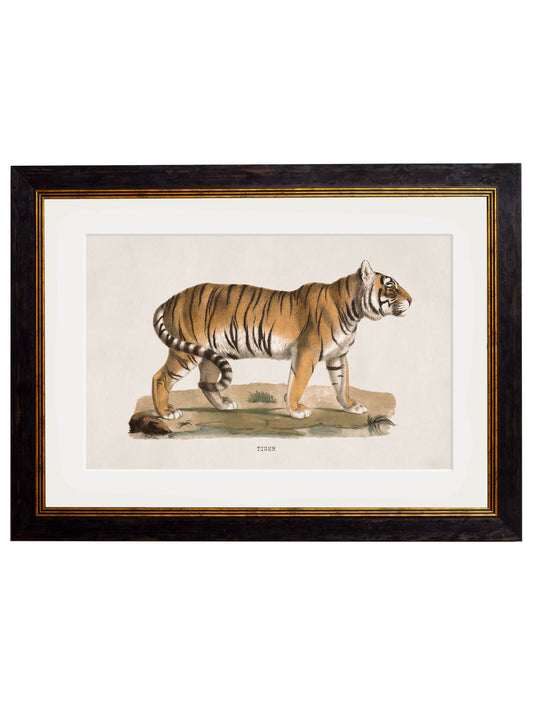 c.1824 Tiger in size 38 x 50cm - glass-fronted framed wall art print with solid wood frame, perfect for statement wall decor