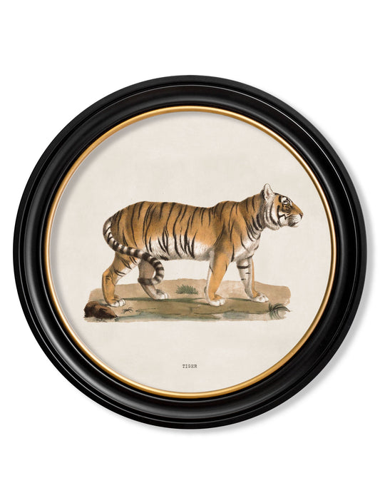c.1824 Tiger - Round Frame in size 44 x 44cm - glass-fronted framed wall art print with solid wood frame, ideal for modern interiors