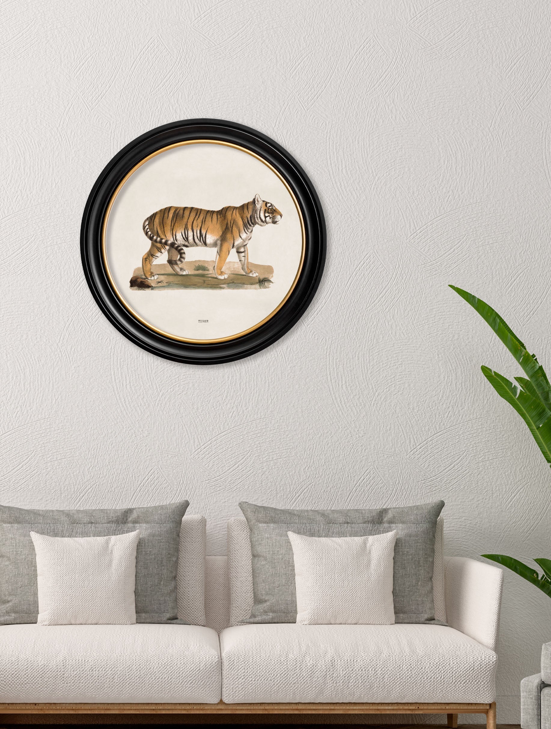 c 1824 tiger round frame in size 70 x 70cm - glass-fronted framed wall art print with solid wood frame, a beautiful addition to stylish homes