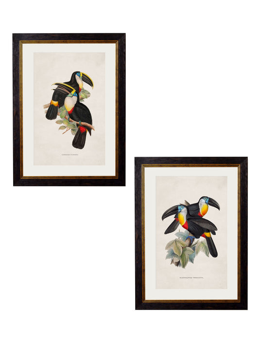 c.1848 Toucans in size 38 x 50cm - glass-fronted framed wall art print with solid wood frame, perfect for statement wall decor
