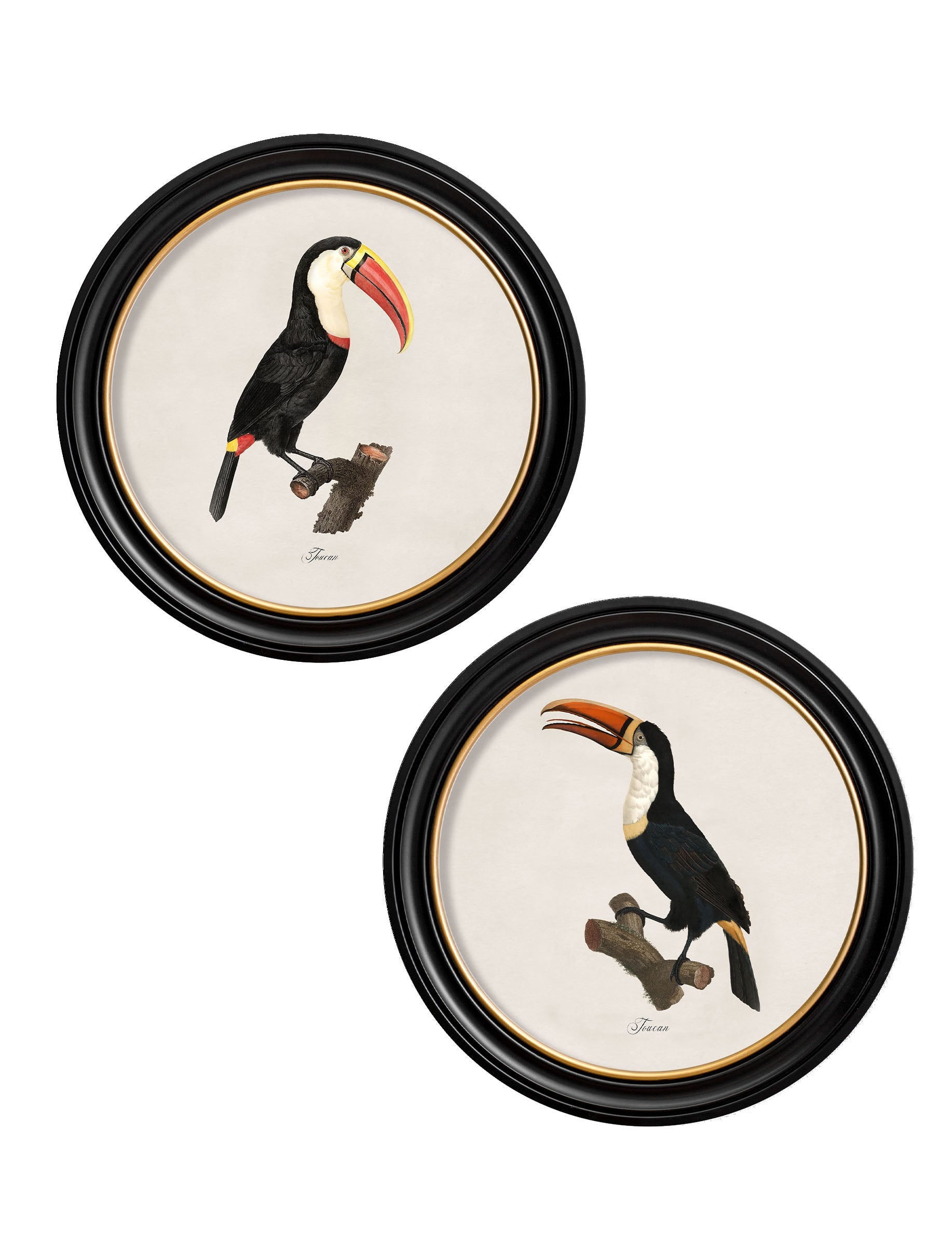 c.1809 Toucans - Round Frame in size 44 x 44 cm - glass-fronted framed wall art print with solid wood frame, adds elegance to your decor