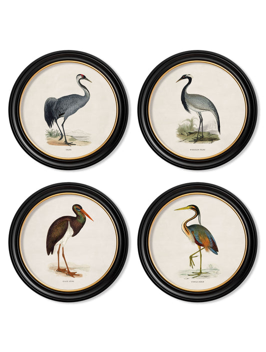 c.1870 Wading Birds in Round Frames in size 44 x 44cm - glass-fronted framed wall art print with solid wood frame, ideal for modern interiors