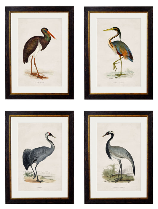 c.1850's British Wading Birds in size 38 x 50cm - glass-fronted framed wall art print with solid wood frame, ideal for contemporary home styling