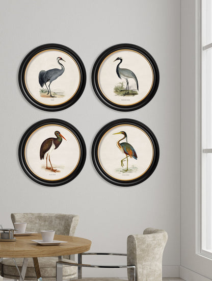 c 1870 wading birds in round frames in size 44 x 44cm - glass-fronted framed wall art print with solid wood frame, designed for high-end interior design