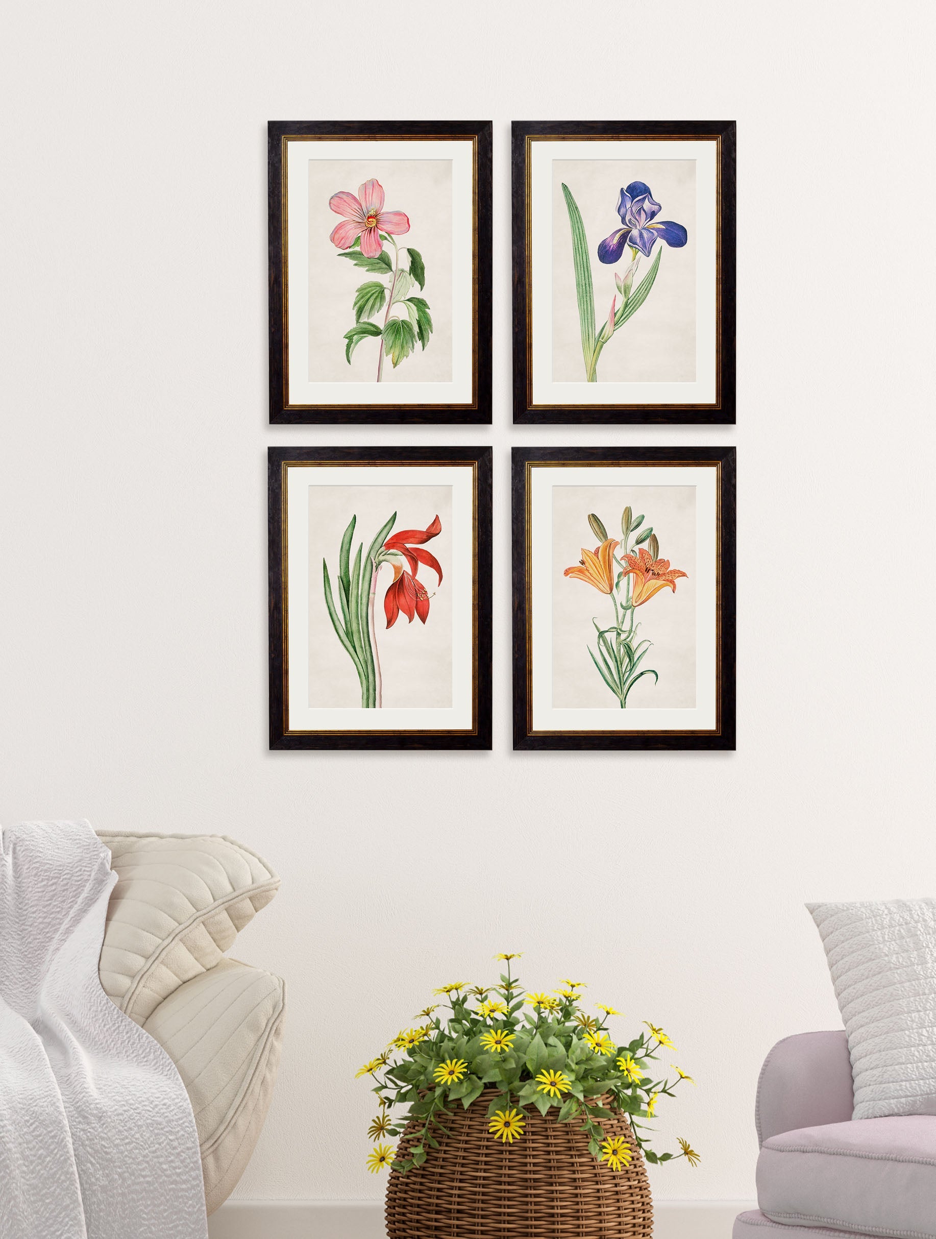 c 1780 flowering plants in size 38 x 50cm - glass-fronted framed wall art print with solid wood frame, designed for high-end interior design