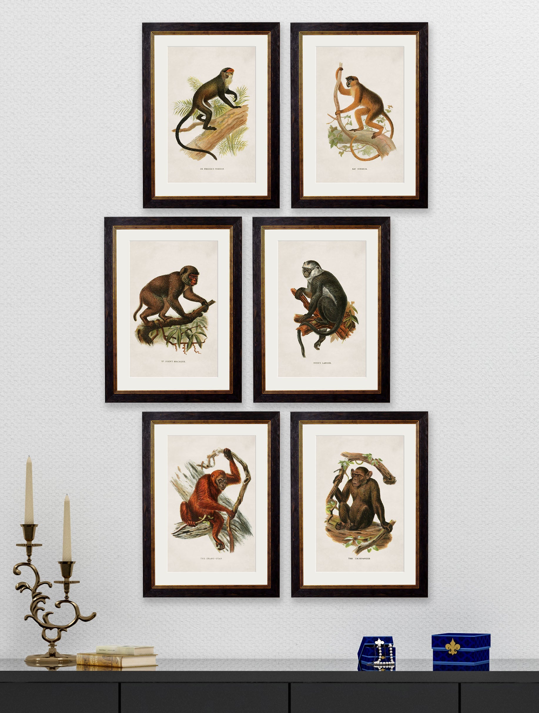 c 1910 collection of primates in size 38 x 50cm - glass-fronted framed wall art print with solid wood frame, adds elegance to your decor