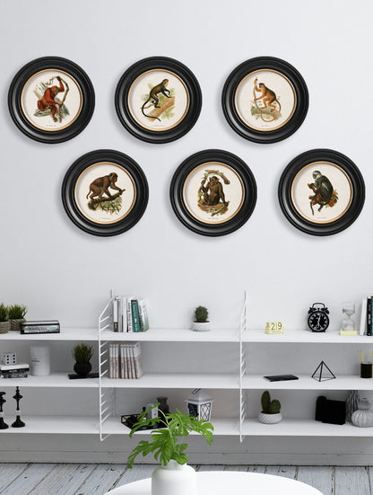 c 1910 collection of primates in round frames in size 44 x 44cm - glass-fronted framed wall art print with solid wood frame, a beautiful addition to stylish homes