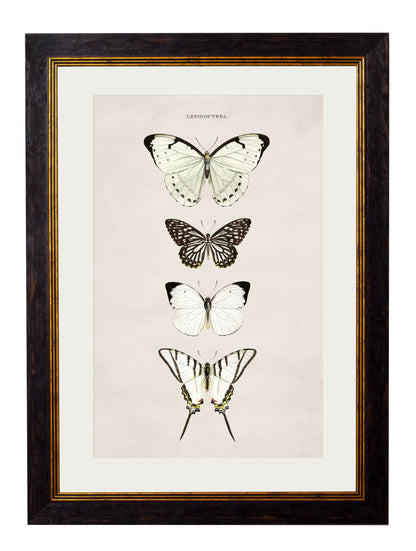 c 1835 butterflies in size 38 x 50cm - glass-fronted framed wall art print with solid wood frame, designed for high-end interior design