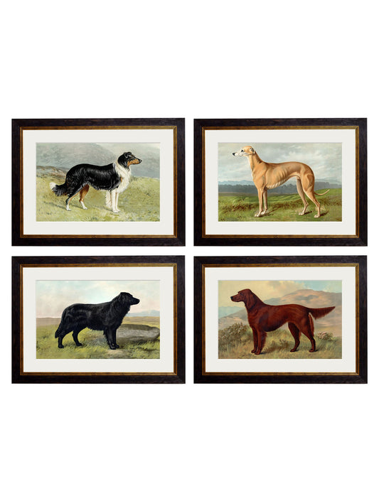 c.1881 Working Dogs in size 38 x 50cm - glass-fronted framed wall art print with solid wood frame, adds elegance to your decor