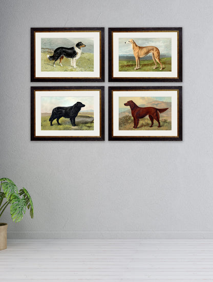 c 1881 working dogs in size 38 x 50cm - glass-fronted framed wall art print with solid wood frame, a beautiful addition to stylish homes