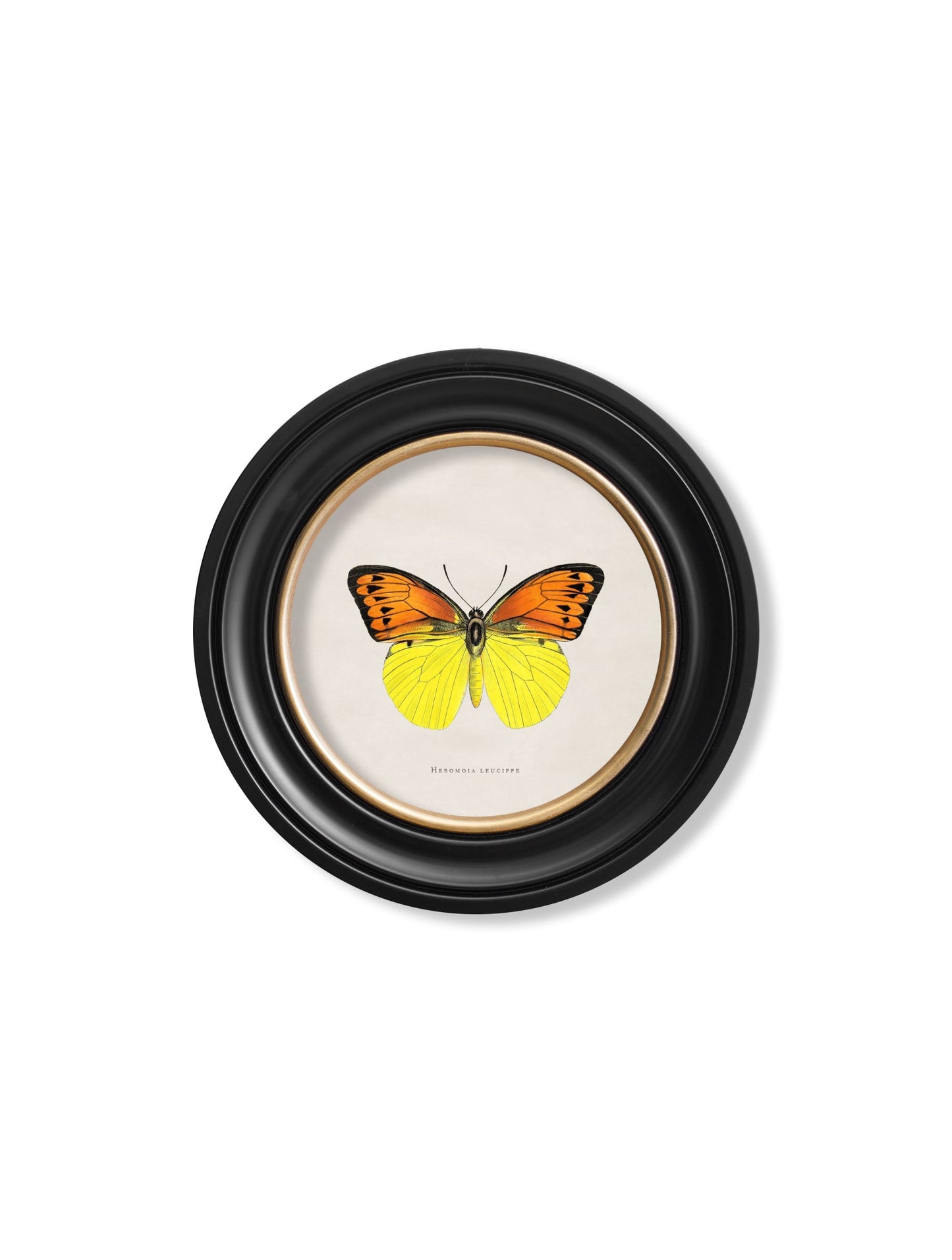 c 1835 tropical butterflies round frames - premium glass-fronted framed art print with solid wood frame, luxury wall art for sophisticated spaces