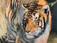 Load image into Gallery viewer, Vintage Retro Picture of A Tiger By Leonard Pearman. 70’s Print
