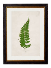 Load image into Gallery viewer, Framed British Fern Prints - Referenced From Botanical 1800s Illustrations
