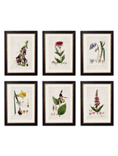 Load image into Gallery viewer, British Flowering Plant Prints - Referenced From A Beautiful Hand Coloured British Print From The 1800sVintage Frog T/APictures &amp; Prints
