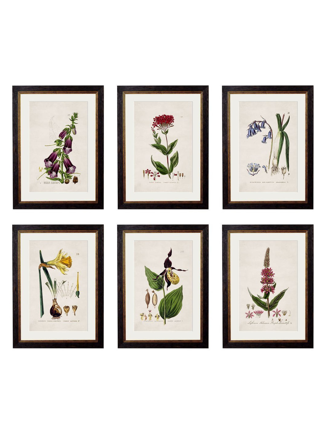 British Flowering Plant Prints - Referenced From A Beautiful Hand Coloured British Print From The 1800sVintage Frog T/APictures & Prints