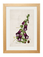 Load image into Gallery viewer, British Flowering Plant Prints - Referenced From A Beautiful Hand Coloured British Print From The 1800sVintage Frog T/APictures &amp; Prints
