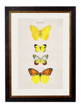 Load image into Gallery viewer, Butterflies Circa 1835 Prints - Referenced From The Work Of An 1800s NaturalistVintage Frog T/APictures &amp; Prints
