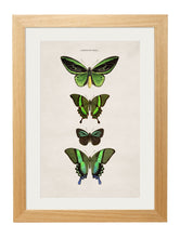Load image into Gallery viewer, Butterflies Circa 1835 Prints - Referenced From The Work Of An 1800s NaturalistVintage Frog T/APictures &amp; Prints
