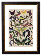 Load image into Gallery viewer, Butterflies, Classic Vintage Butterfly Chart by Adolphe Millot - 1900s Artwork Print. Framed Wall Art PictureVintage Frog T/APictures &amp; Prints
