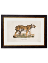 Load image into Gallery viewer, Framed 1824 Tiger Print - Referenced from a French 1800s Hand-Coloured PrintVintage FrogPictures &amp; Prints
