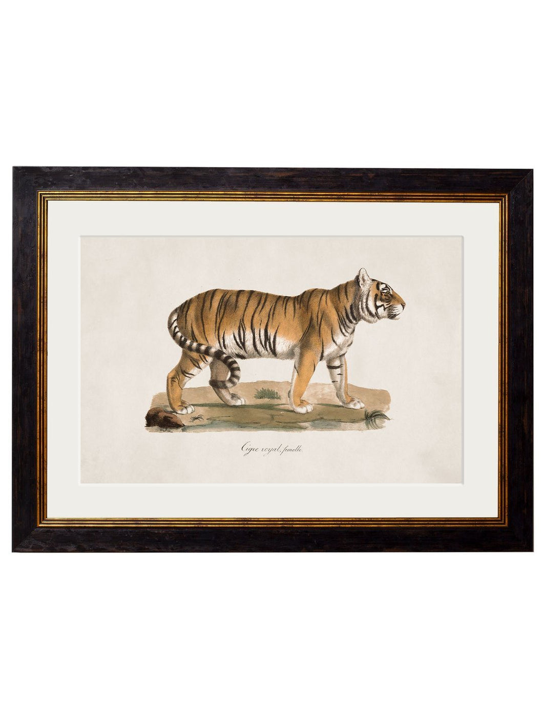 Framed 1824 Tiger Print - Referenced from a French 1800s Hand-Coloured PrintVintage FrogPictures & Prints
