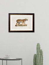 Load image into Gallery viewer, Framed 1824 Tiger Print - Referenced from a French 1800s Hand-Coloured PrintVintage FrogPictures &amp; Prints
