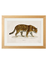 Load image into Gallery viewer, Framed 1836 Jaguar Print - Referenced from an 1800s Hand-Coloured PrintVintage FrogPictures &amp; Prints
