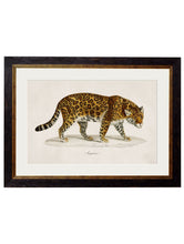 Load image into Gallery viewer, Framed 1836 Jaguar Print - Referenced from an 1800s Hand-Coloured PrintVintage FrogPictures &amp; Prints
