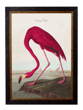 Load image into Gallery viewer, Framed Audubon&#39;s Birds of America Prints - Referenced From 1838 Hand Coloured Aubudon PrintsVintage Frog T/APictures &amp; Prints
