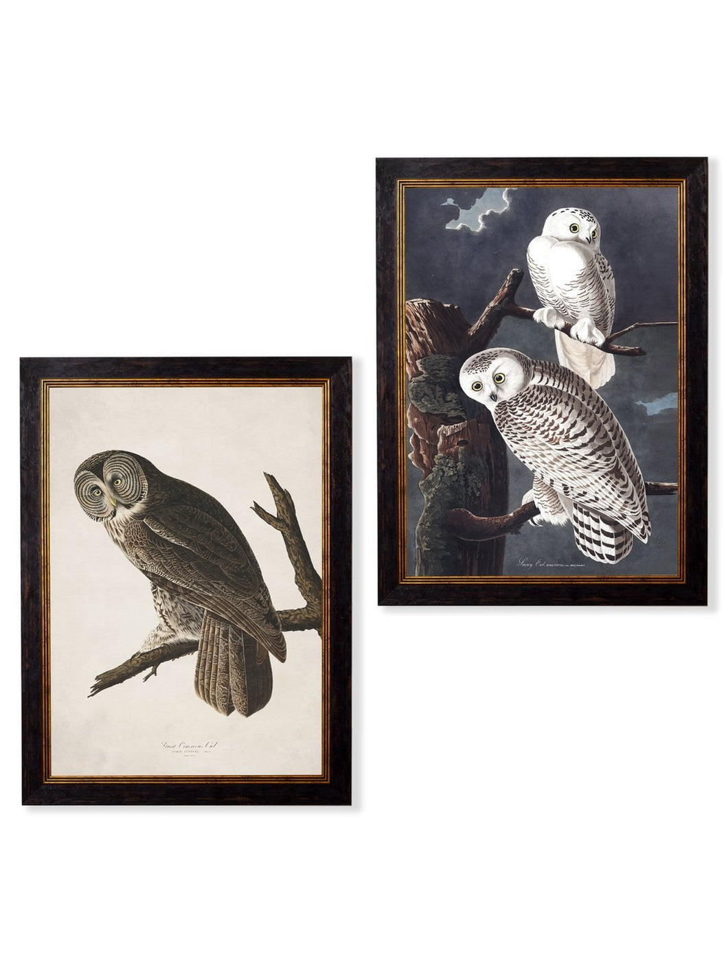 Framed Audubon's Owl Prints - Referenced From 1838 Hand Coloured Aubudon PrintsVintage Frog T/APictures & Prints