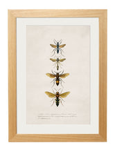 Load image into Gallery viewer, Framed Bees and Wasps Prints - Referenced from an Entomology Engraving from the 1800sVintage FrogPictures &amp; Prints
