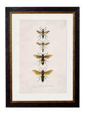 Load image into Gallery viewer, Framed Bees and Wasps Prints - Referenced from an Entomology Engraving from the 1800sVintage FrogPictures &amp; Prints
