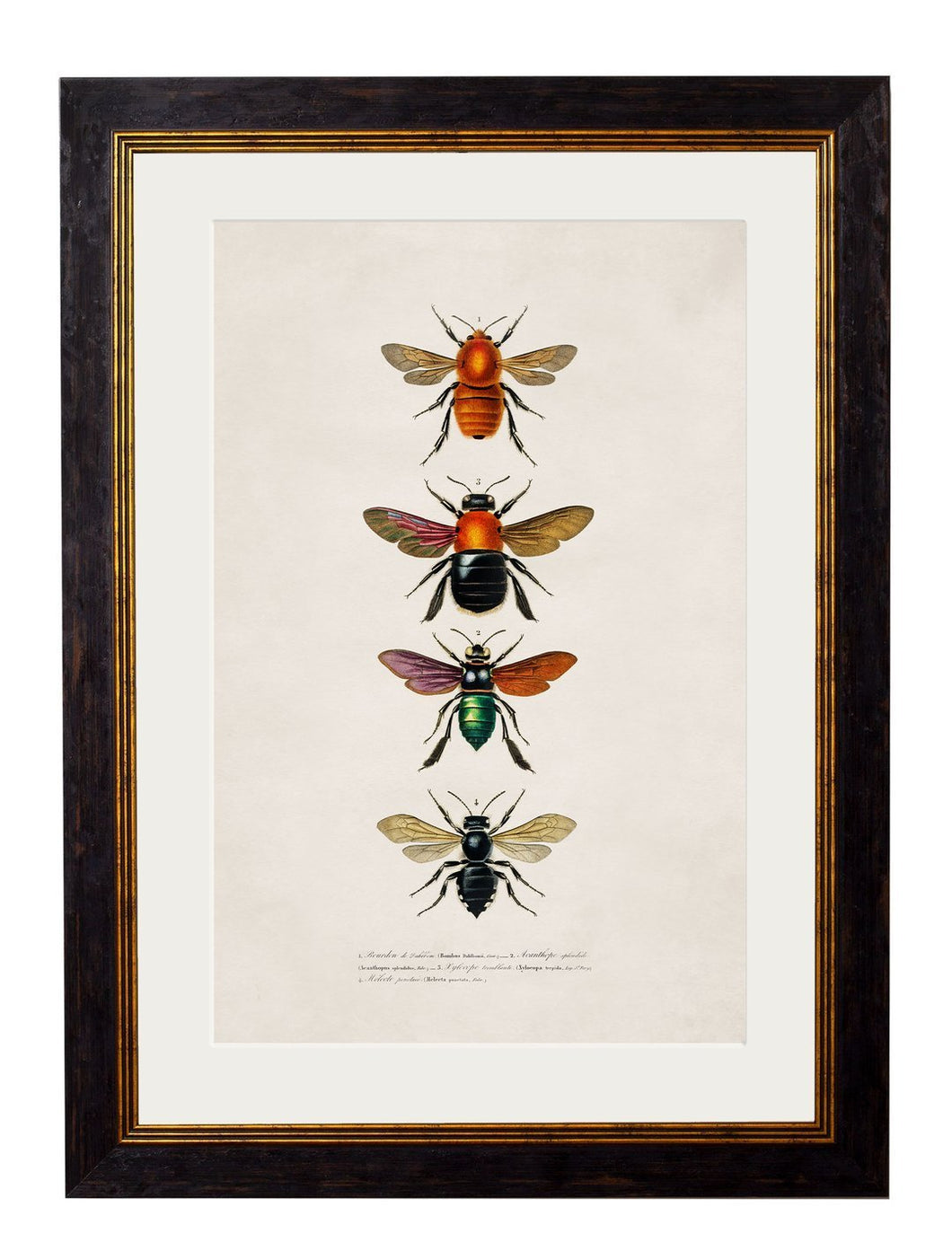 Framed Bees and Wasps Prints - Referenced from an Entomology Engraving from the 1800sVintage FrogPictures & Prints