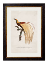 Load image into Gallery viewer, Framed Birds of Paradise Prints - Referenced From an 1800s Hand Coloured French PrintVintage FrogPictures &amp; Prints
