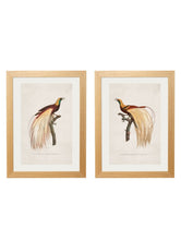 Load image into Gallery viewer, Framed Birds of Paradise Prints - Referenced From an 1800s Hand Coloured French PrintVintage FrogPictures &amp; Prints
