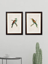 Load image into Gallery viewer, Framed British Bird Prints - Referenced from 1800s British Natural History Illustrations of Birds of Prey.Vintage FrogPictures &amp; Prints
