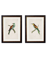 Load image into Gallery viewer, Framed British Bird Prints - Referenced from 1800s British Natural History Illustrations of Birds of Prey.Vintage FrogPictures &amp; Prints
