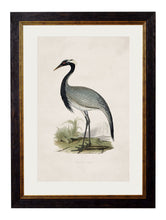 Load image into Gallery viewer, Framed British Crane Prints - Referenced from 1800s British Natural History Illustrations of Birds.Vintage FrogPictures &amp; Prints
