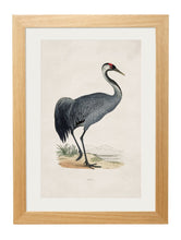 Load image into Gallery viewer, Framed British Crane Prints - Referenced from 1800s British Natural History Illustrations of Birds.Vintage FrogPictures &amp; Prints
