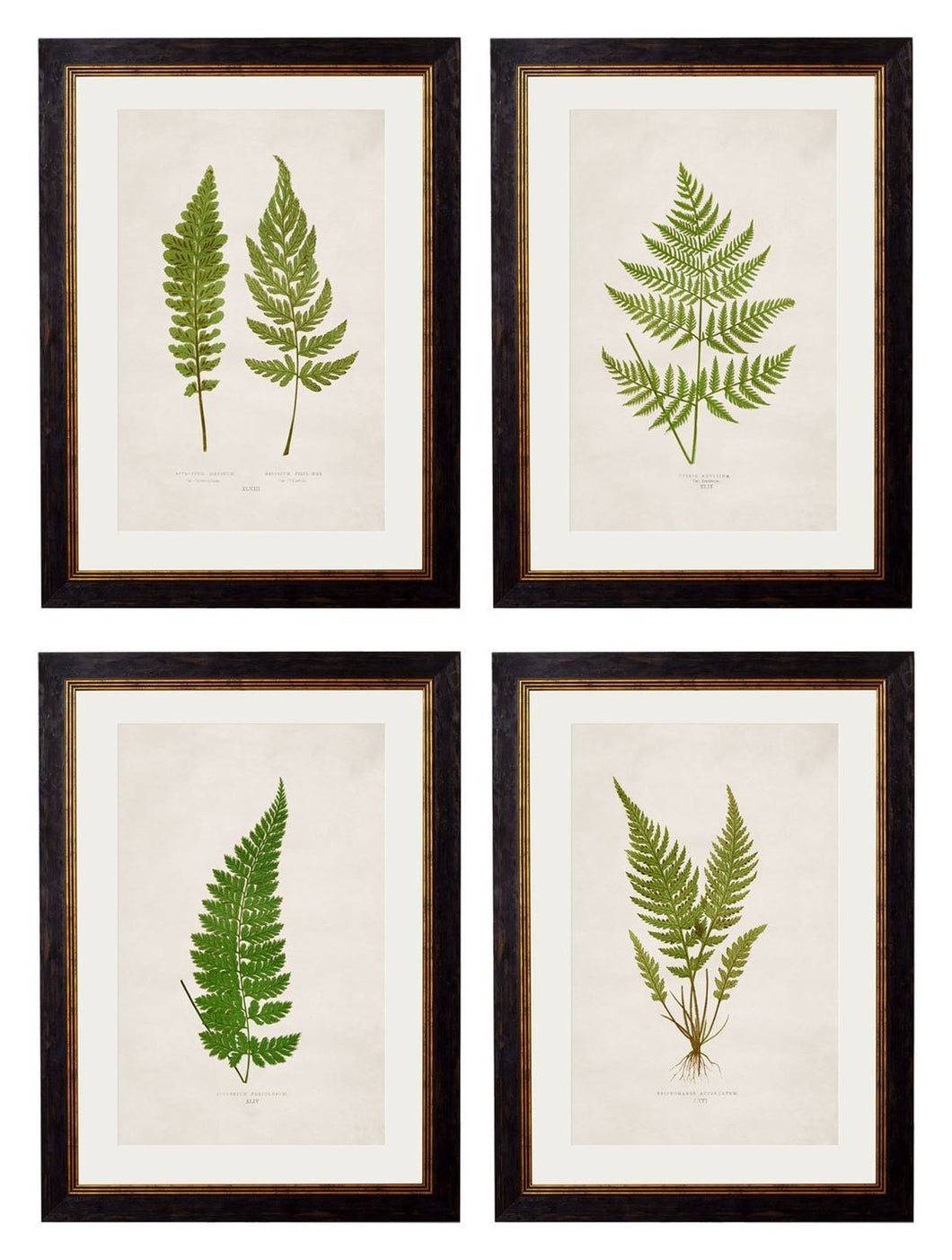 Framed British Fern Prints - Referenced From Botanical 1800s IllustrationsVintage FrogPictures & Prints