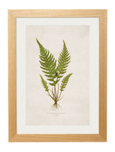 Load image into Gallery viewer, Framed British Fern Prints - Referenced From Botanical 1800s IllustrationsVintage FrogPictures &amp; Prints
