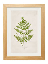Load image into Gallery viewer, Framed British Fern Prints - Referenced From Botanical 1800s IllustrationsVintage FrogPictures &amp; Prints
