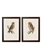 Load image into Gallery viewer, Framed British Owl Prints - Referenced from 1800s British Natural History Illustrations of Birds of Prey.Vintage FrogPictures &amp; Prints
