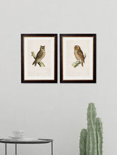 Load image into Gallery viewer, Framed British Owl Prints - Referenced from 1800s British Natural History Illustrations of Birds of Prey.Vintage FrogPictures &amp; Prints
