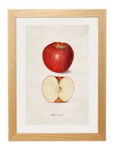 Load image into Gallery viewer, Framed British Studies of Fruit Prints - Referenced From Watercolour Paintings of American Pomological StudiesVintage FrogPictures &amp; Prints
