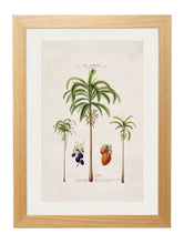Load image into Gallery viewer, Framed British Studies of South American Palm Trees - Referenced From 1800s French Hand Coloured IllustrationsVintage FrogPictures &amp; Prints
